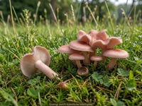 Fleischrötlicher Schönkopf - Bild exemplarisch, KI generiert. Der Fleischrötliche Schönkopf ist ein relativ kleiner Pilz, der häufig im Gras wächst, Hut und Stiel sind fleischfarben bis rosa gefärbt. 